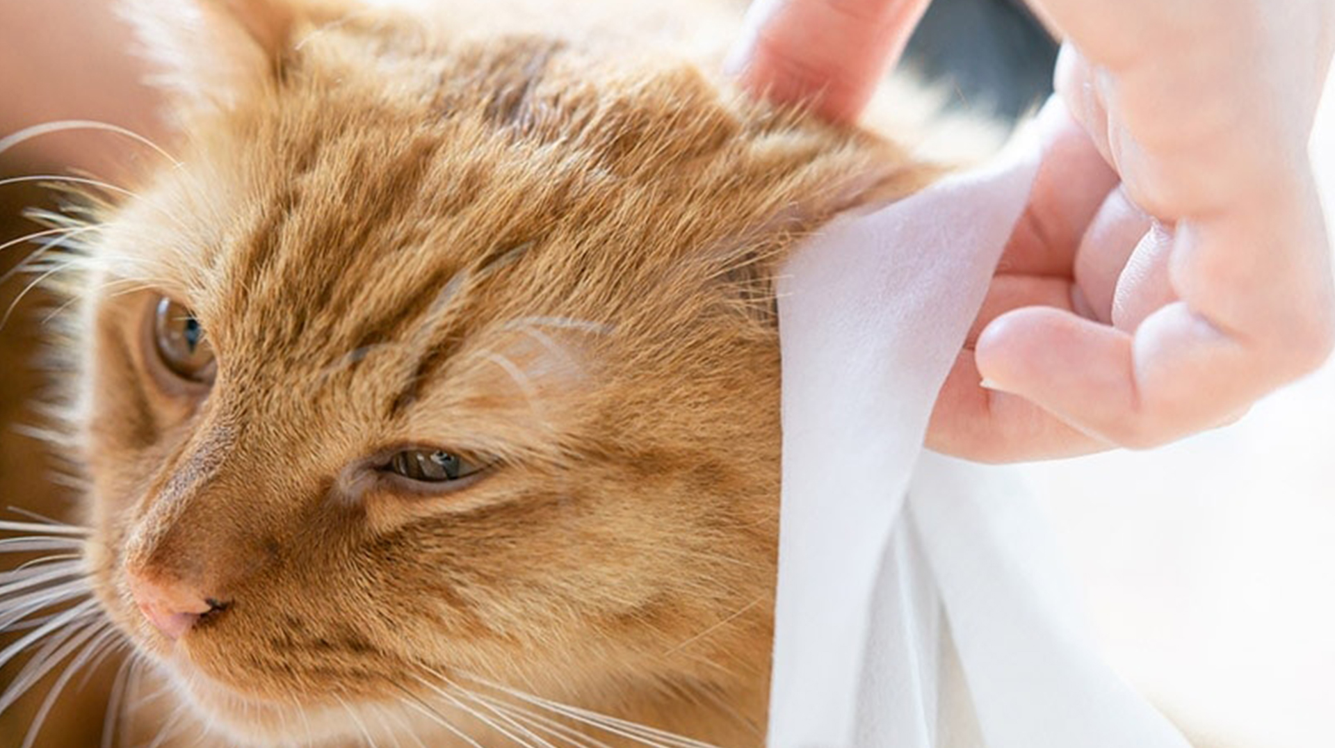 Pet wipe - isang bagong pagpipilian para sa paglilinis ng alagang hayop